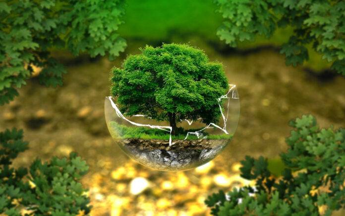 Huawei e Wwf Albero vetro Huawei e Wwf