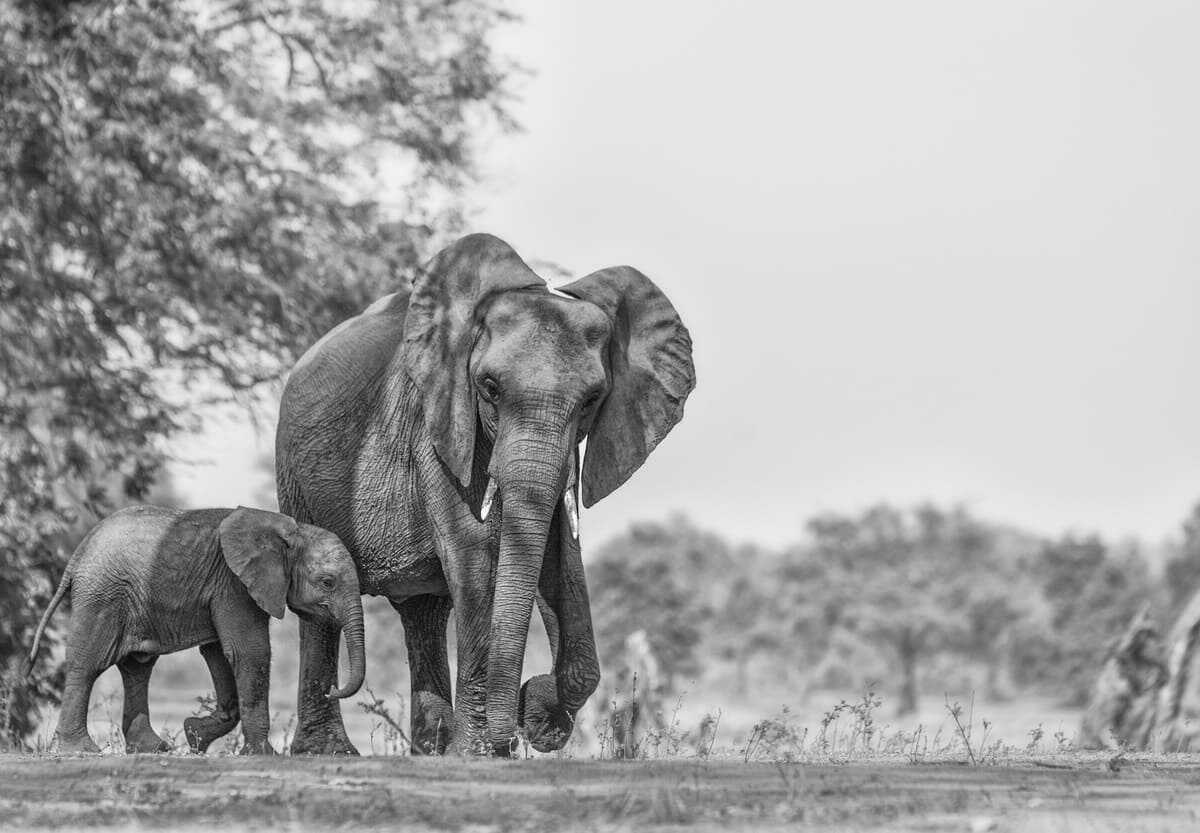 elefanti sesta estinzione di massa