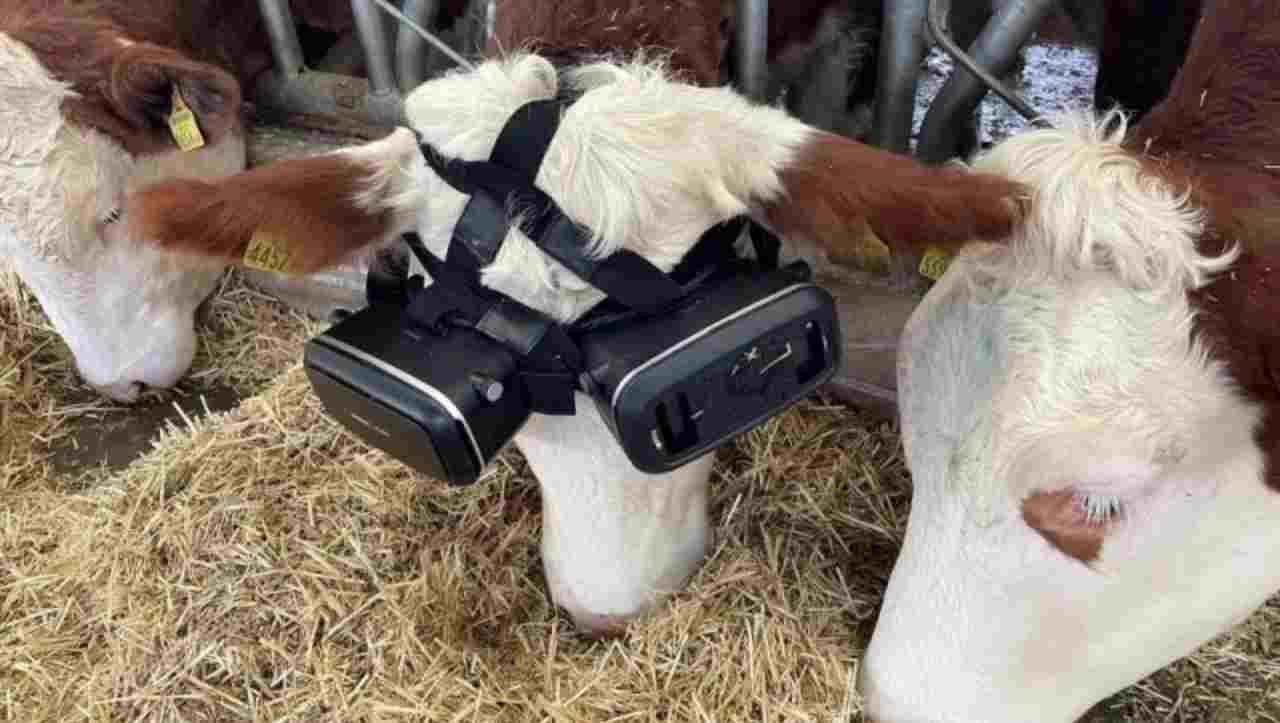 Produrre più latte usando un VR? Sì, e ci pensano le mucche