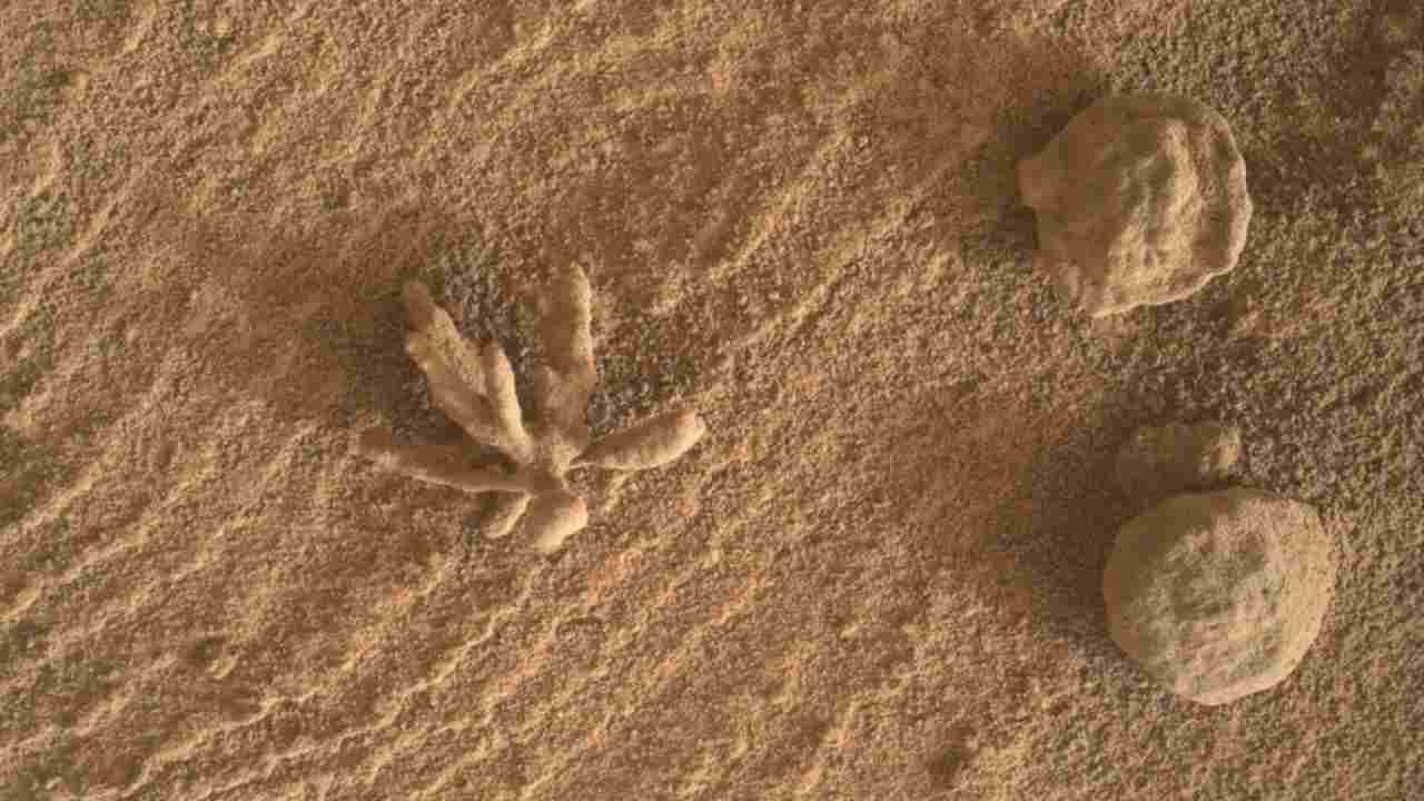 Fiori e coralli su Marte? Il mistero catturato dall'obiettivo di Curiosity forsa ha una spiegazione