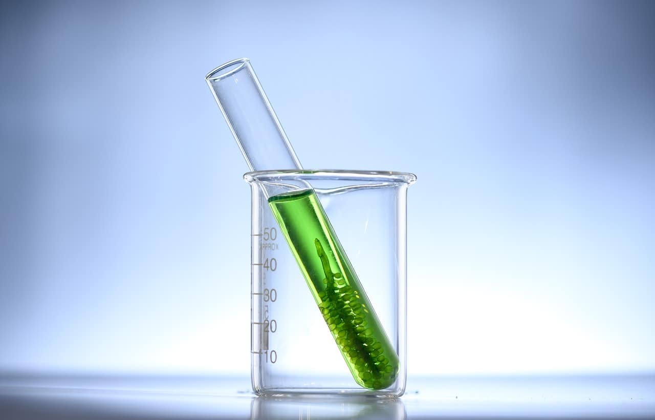 alghe in laboratorio