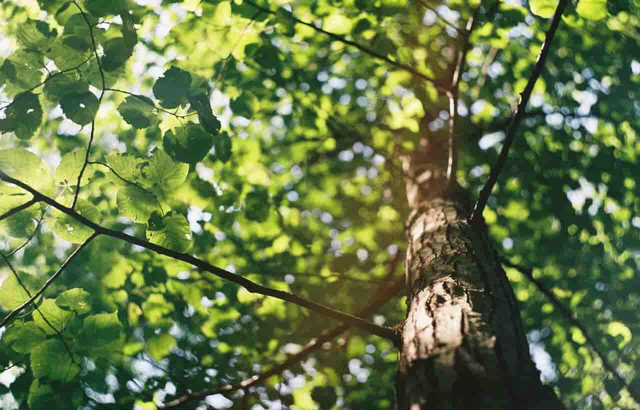 albero dettaglio foglie