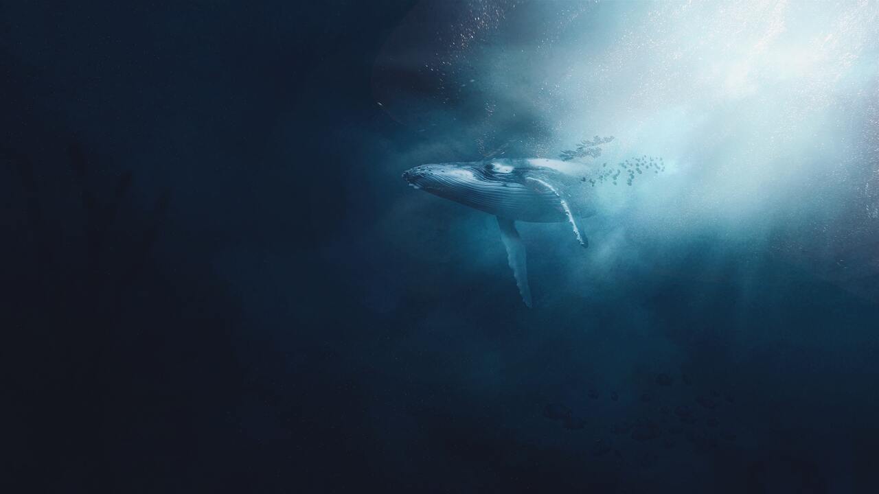 balena in acque profonde