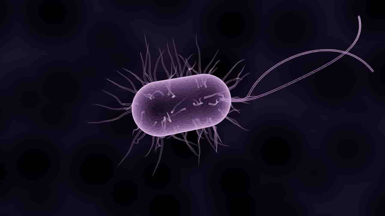 escherichia coli 