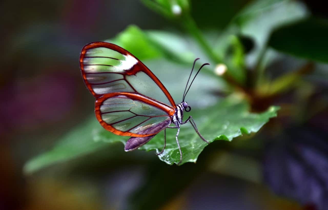 farfalla trasparente