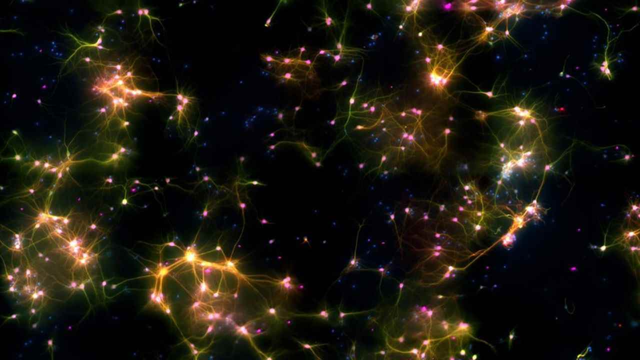 Fantascienza o futuro? Neuroni coltivati in provetta "imparano" a giocare ai videogames