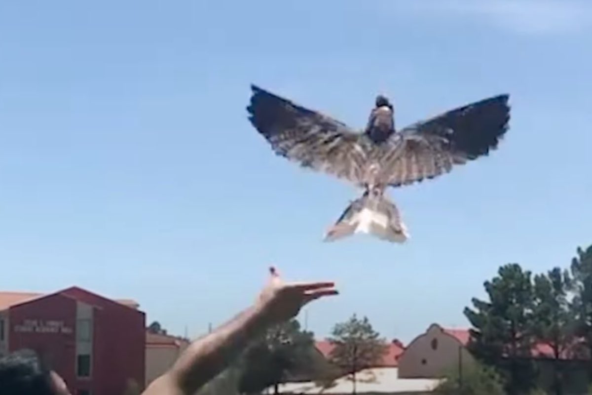 Drone uccello, come fanno a volare nel cielo queste invenzioni robotiche
